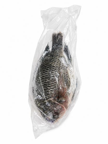 Fish