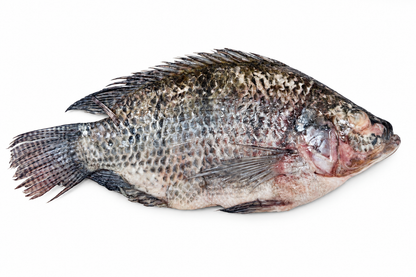 Fish
